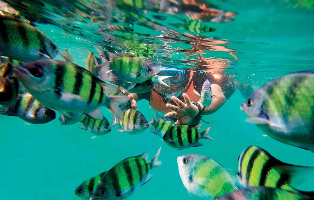 Phuket 6 lặn biển cùng bầy cá