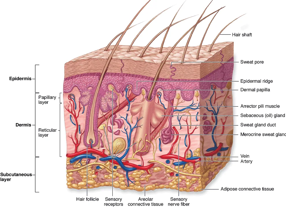 mụn trứng cá 6 mụn trứng cá 6
