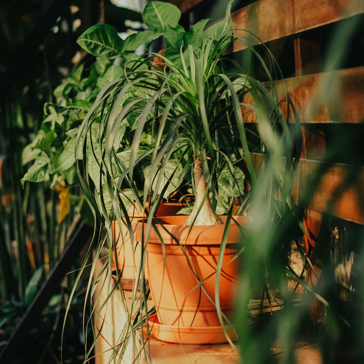 Cây Ponytail Palm phù hợp với cung Kim Ngưu