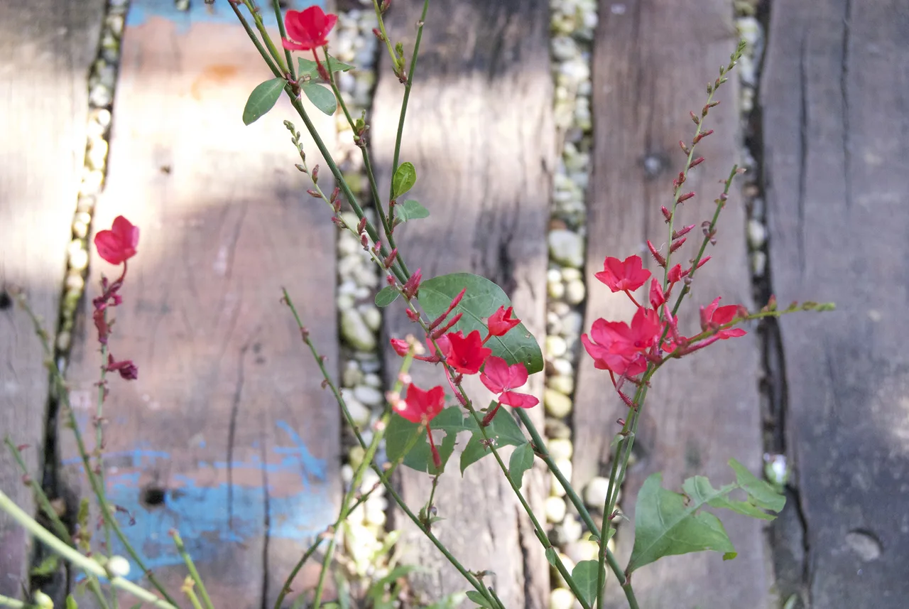 khu vườn miền nhiệt đới khu vườn miền nhiệt đới
