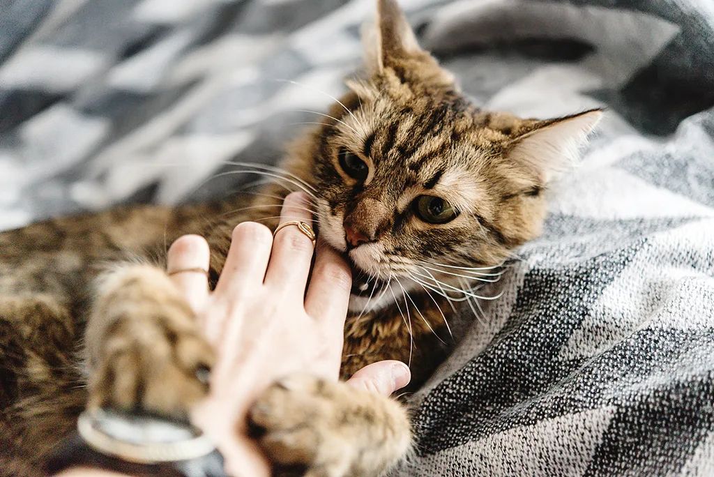 tật xấu của mèo 6 tật xấu của mèo 6