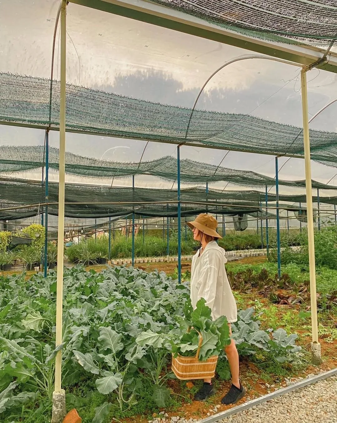 vườn rau makakamp đà lạt