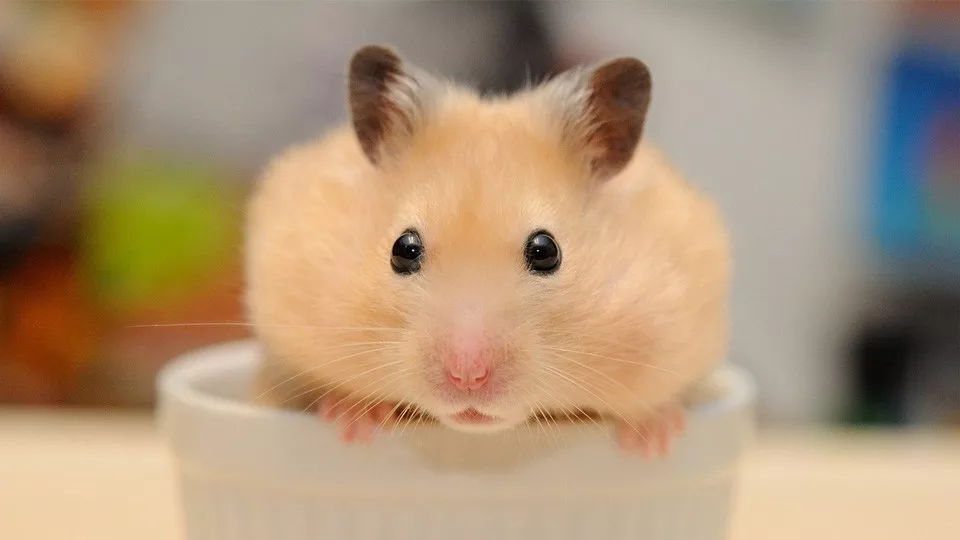 giấc mơ vè chuột