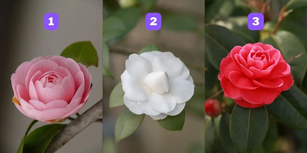 trắc nghiệm tâm lý hoa trà
