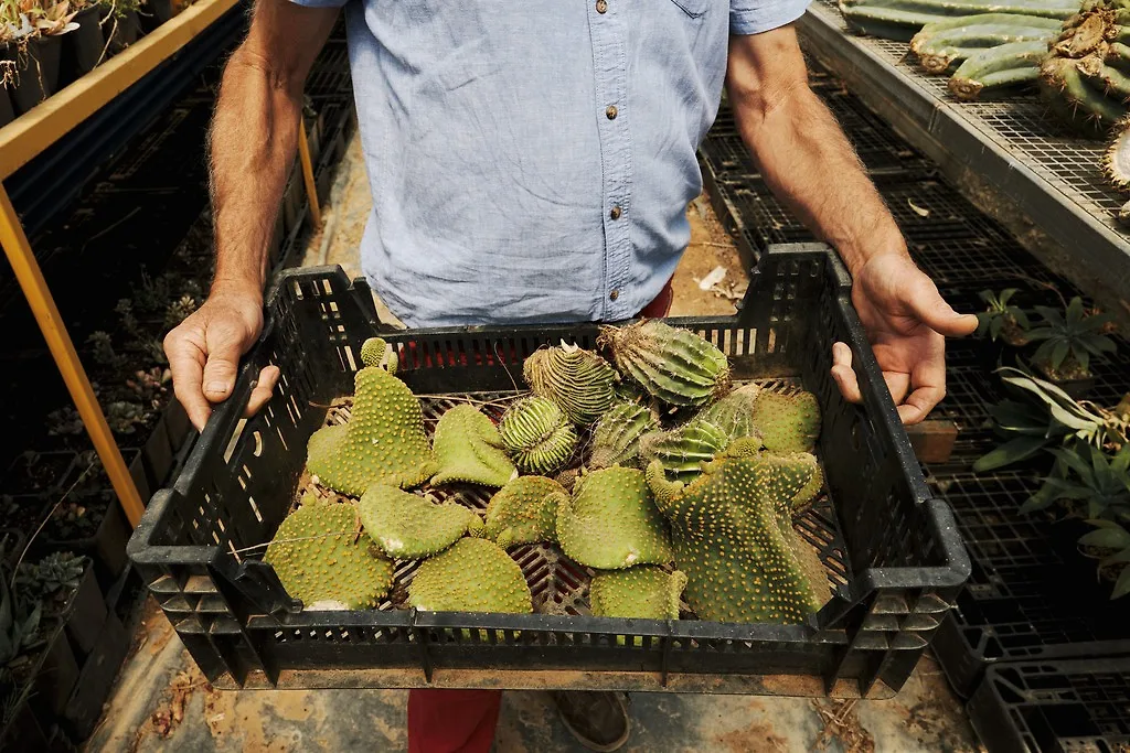 những quả xương rồng của jim