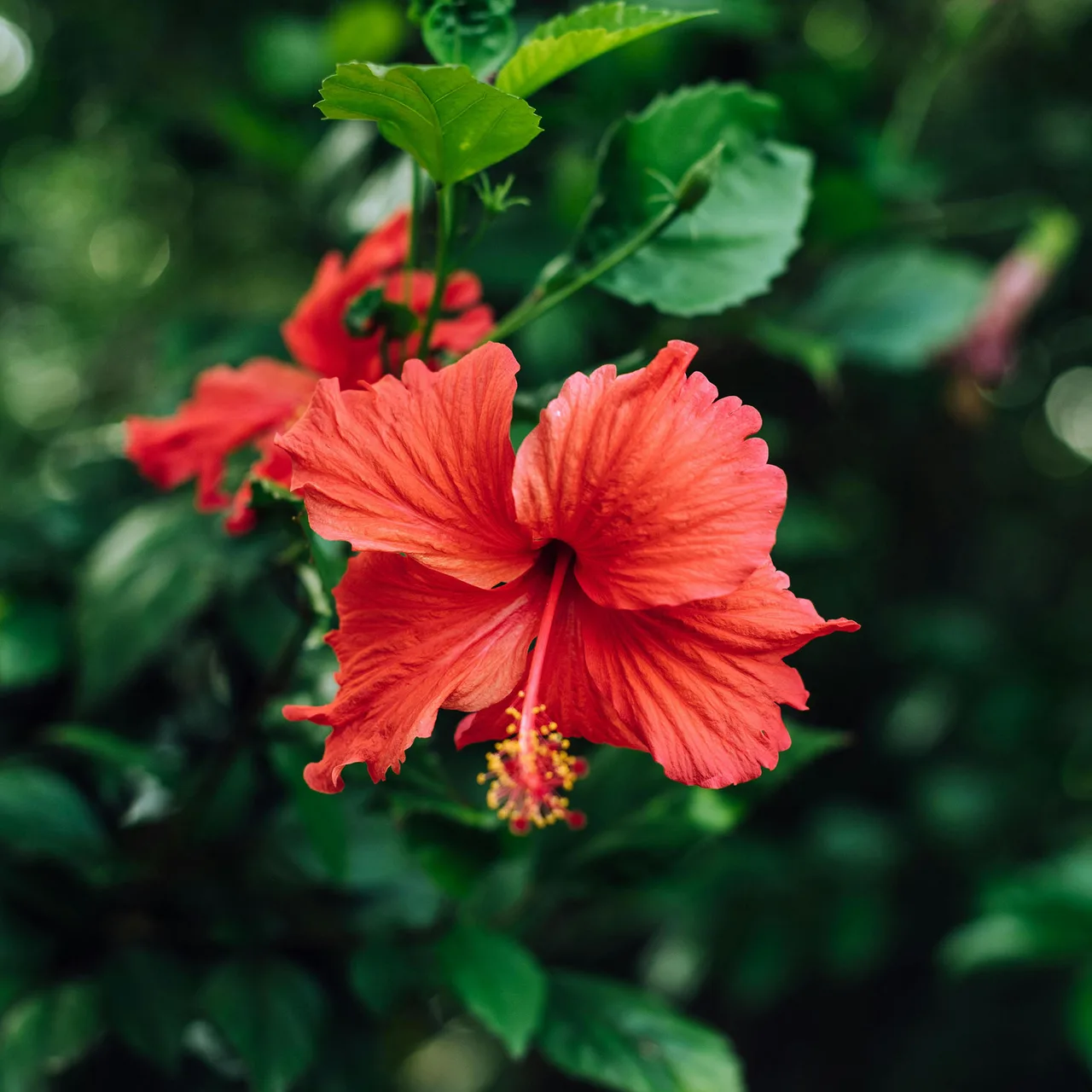 hoa dâm bụt biểu tượng của sự giàu có
