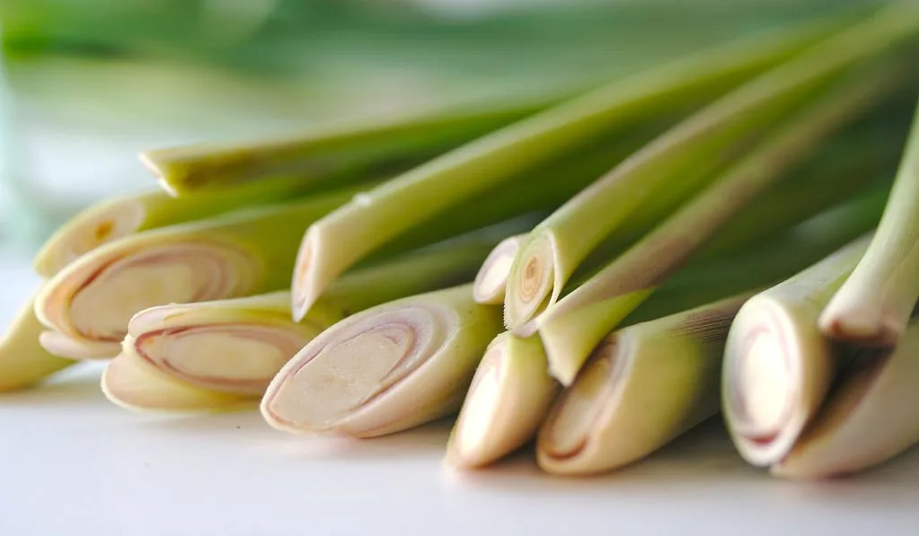sả giúp da mịn màng và ngừa mụn sả giúp da mịn màng và ngừa mụn