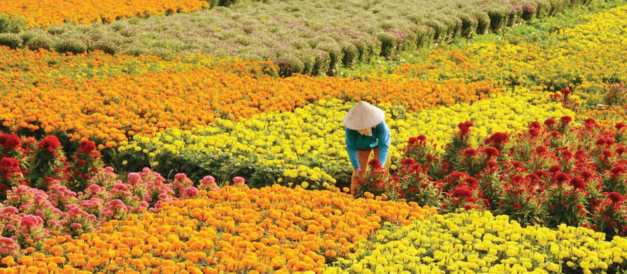 Làng hoa Tết tiêu biểu của miền Tây Nam Bộ.
