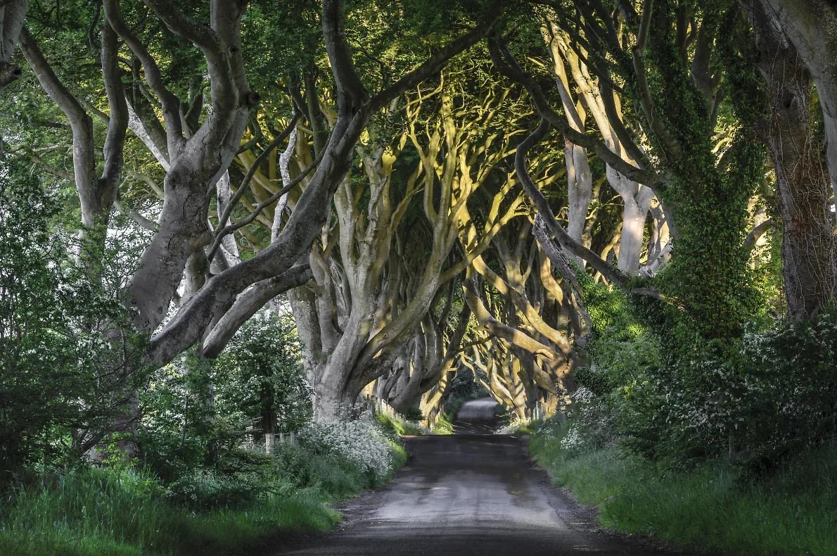 Dark Hedges - Ireland
