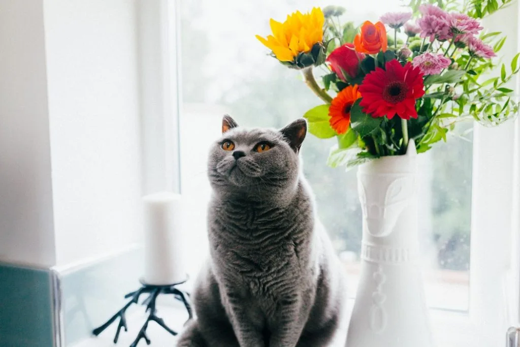 mèo xám ngồi cạnh bình hoa