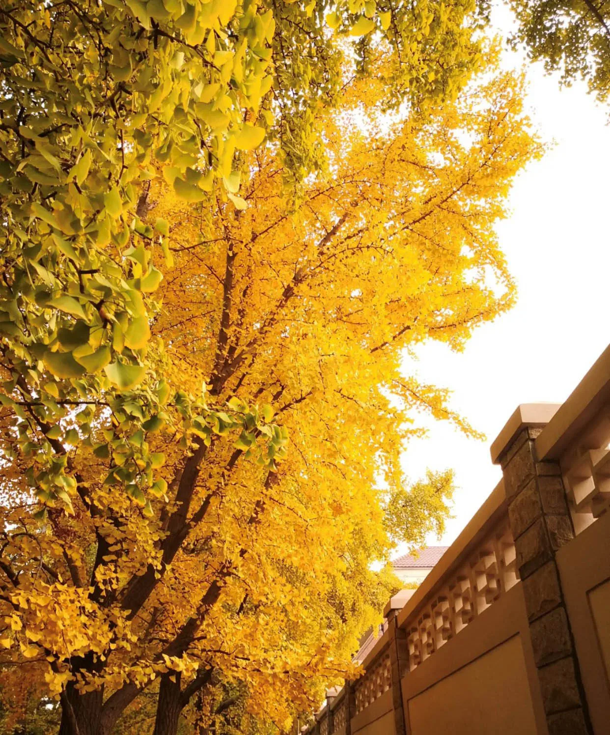 cây lá vàng ở đại lộ diaoyutai ginkgo bắc kinh