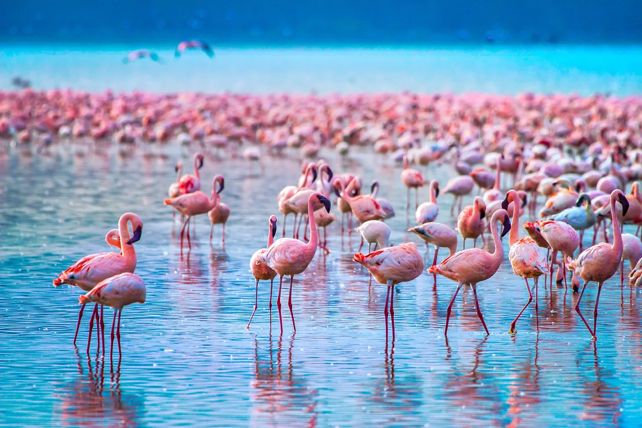địa điểm hồ nước mặn nakuru địa điểm hồ nước mặn nakuru