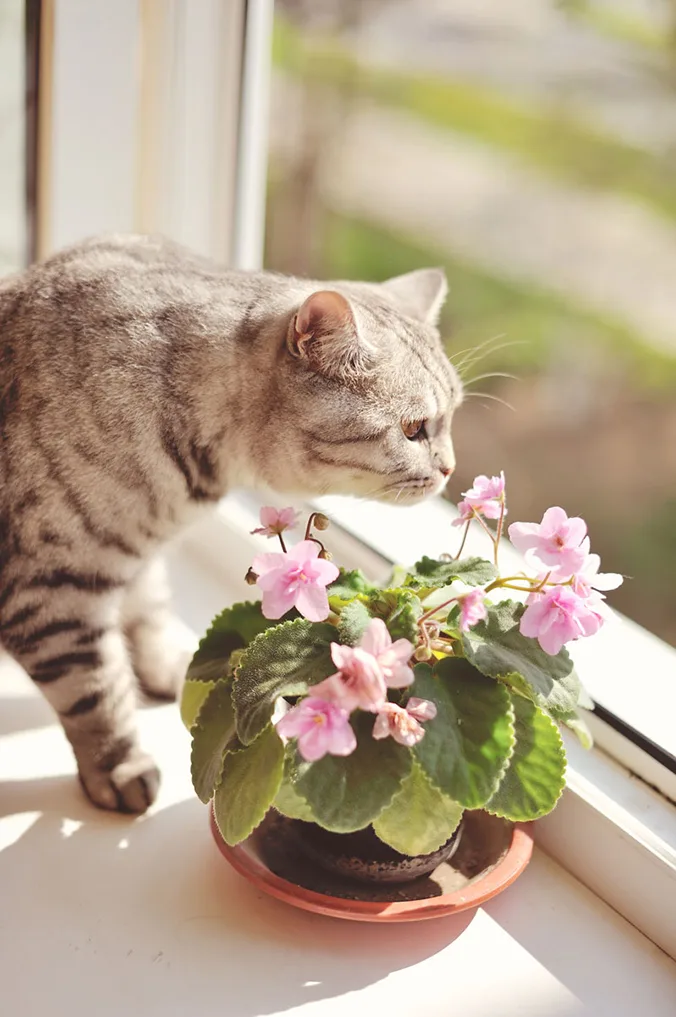 tật xấu của mèo 4 tật xấu của mèo 4