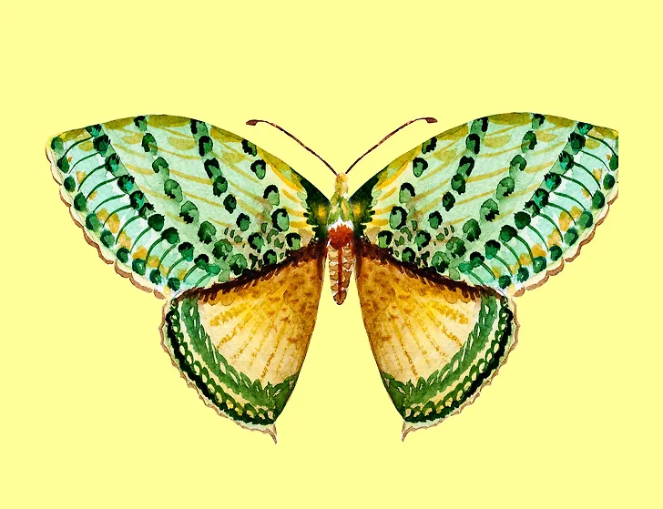 cánh bướm tiết lộ tính cách 03