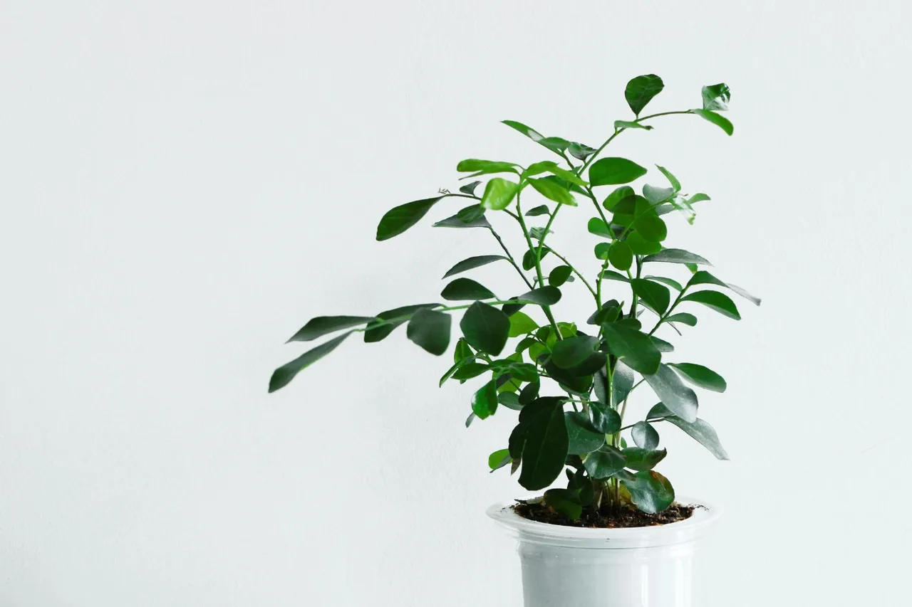 Cây Kim Tiền là lựa chọn lý tưởng để trang trí và đặt ở bệ cửa sổ.