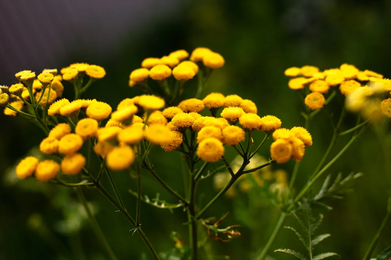 hoa tansy