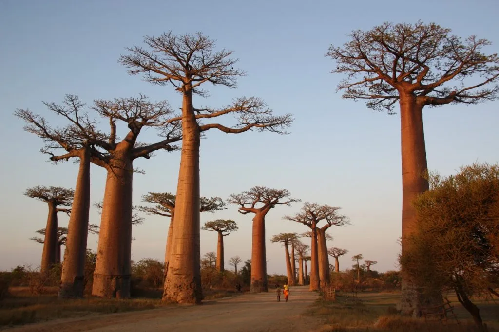 cây baobab cây baobab