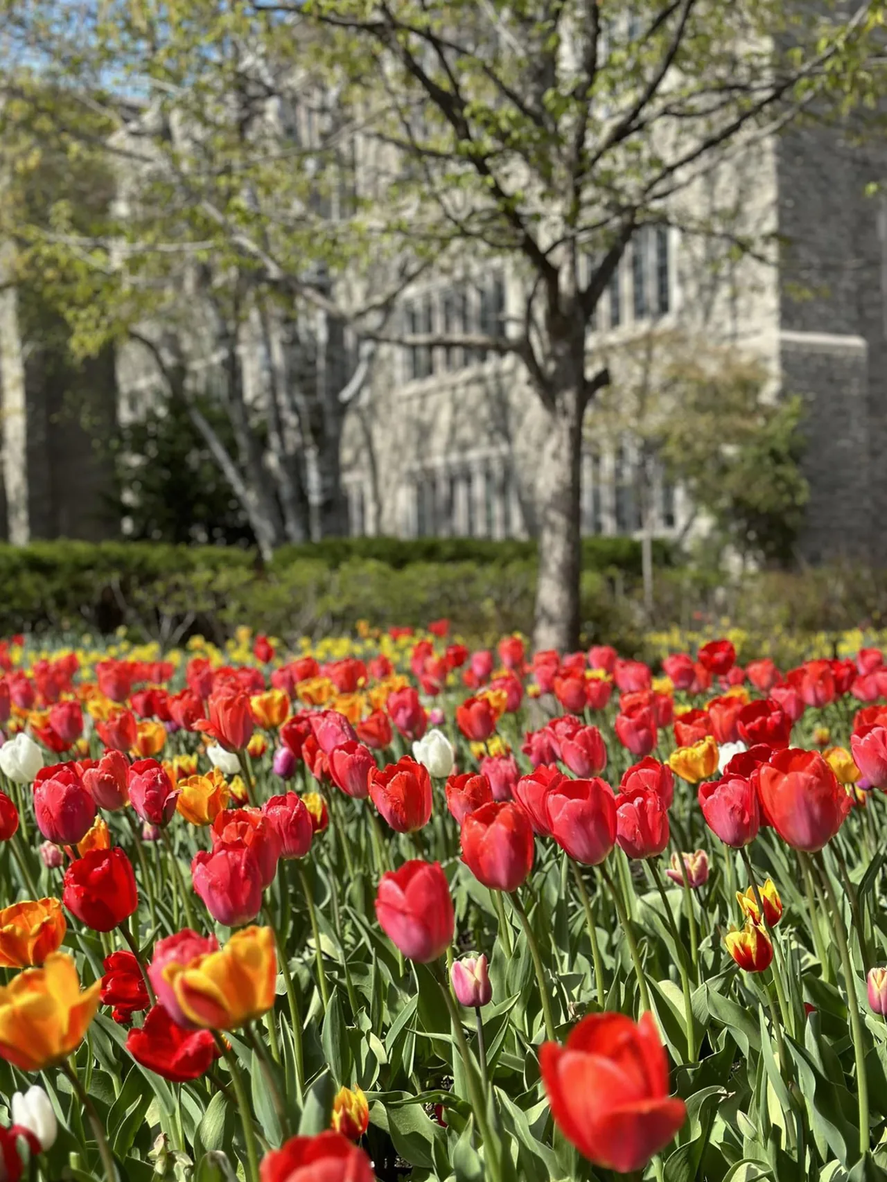 canada những khóm hoa tulip canada những khóm hoa tulip