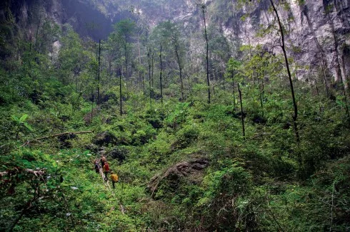 Rừng nguyên sinh trong lòng hang Sơn Đoòng
