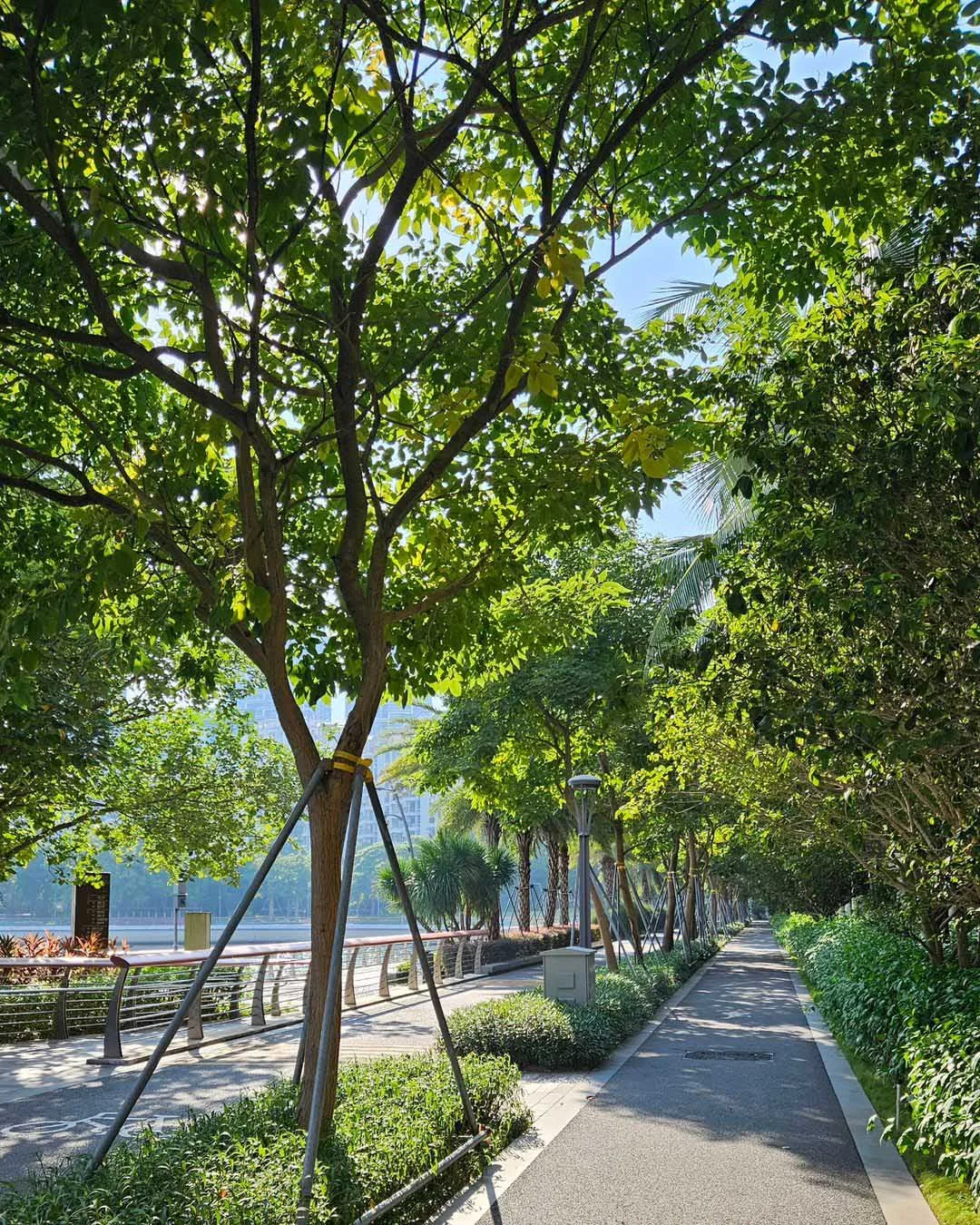 shenzhen bay park