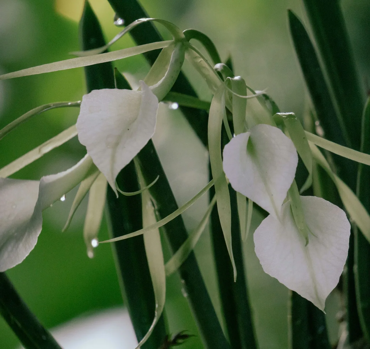 Lan Brassavola thường có màu trắng hoặc xanh trắng, cánh dài mảnh như những dải lụa trắng tạo thành hình ngôi sao thanh thoát.