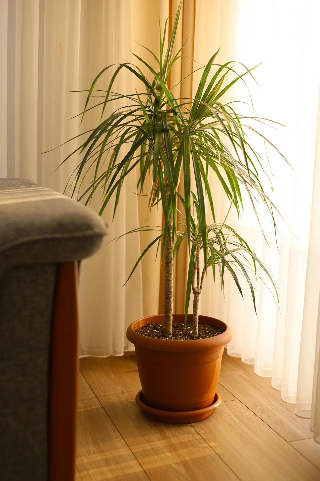 cây trúc nhật