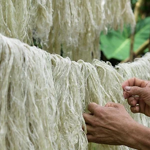 Vải sợi lá dứa – chất liệu tiềm năng cho ngành công nghiệp thời trang xanh