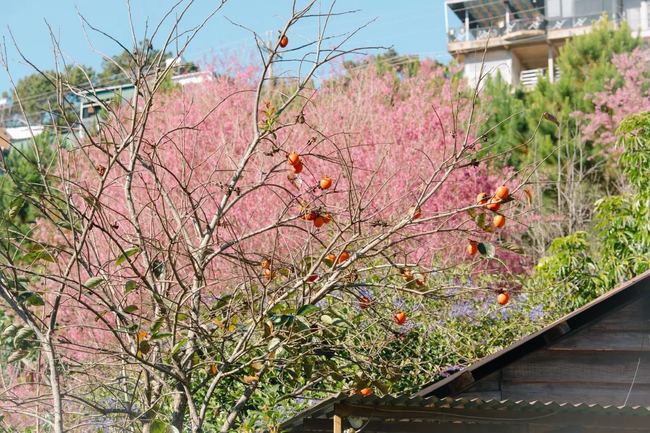 Ngắm hoa anh đào xinh tại Mộc Trà Farm.