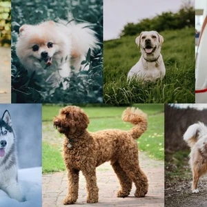 Chú cún bạn thích nói lên điều gì về tính cách của bạn?