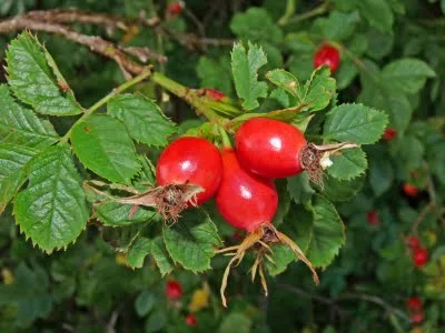 rosehip-fruit