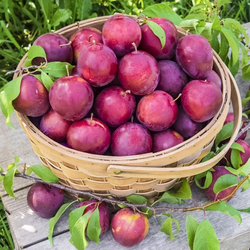 Trái cây và 12 cung hoàng đạo 7