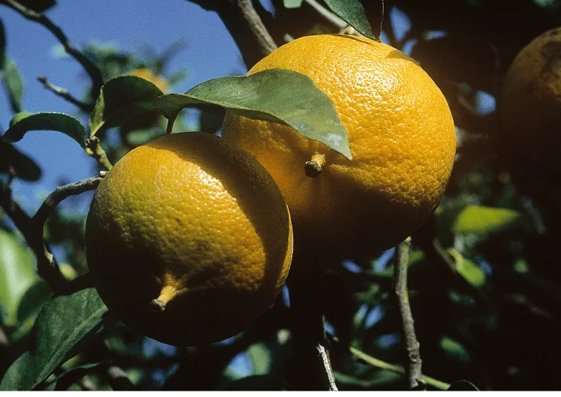 Truy tìm các hương nước hoa bergamot tươi mát khuấy động ngày Hè oi bức