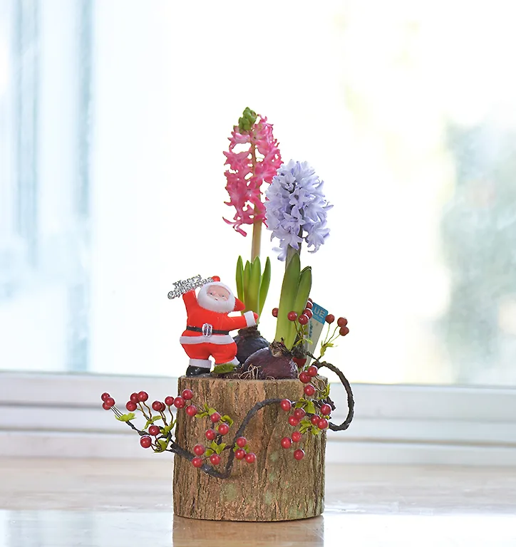 Giáng sinh ấm áp cùng sắc hoa Dalat Hasfarm - 02