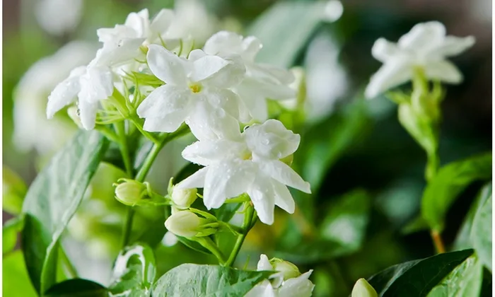 loại cây 7 loại cây 7