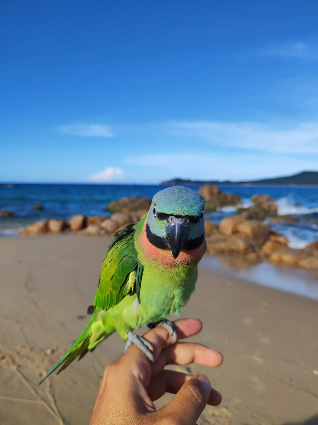 hành trình với chú chim birdy hành trình du lịch với chú chim birdy