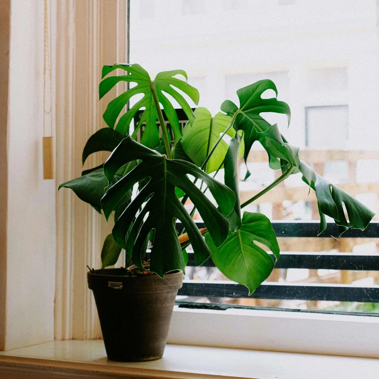 Chậu trầu bà Nam Mỹ