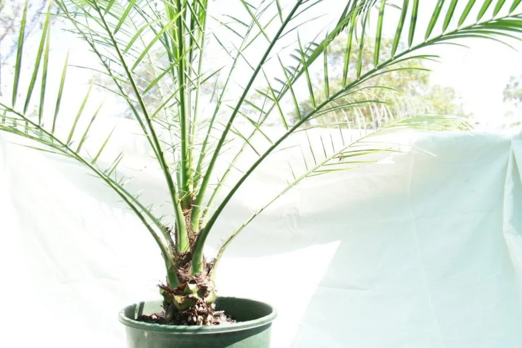 loại cây 7 loại cây 7