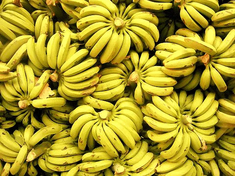 Chuối là loại hoa quả vô cùng quen thuộc với mọi người