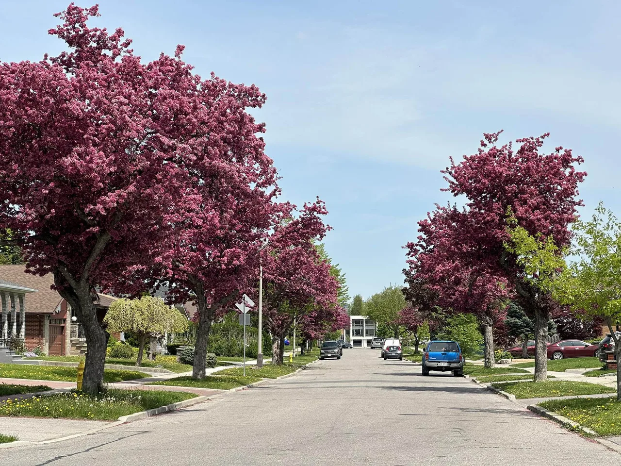 canada lá phong đỏ canada lá phong đỏ