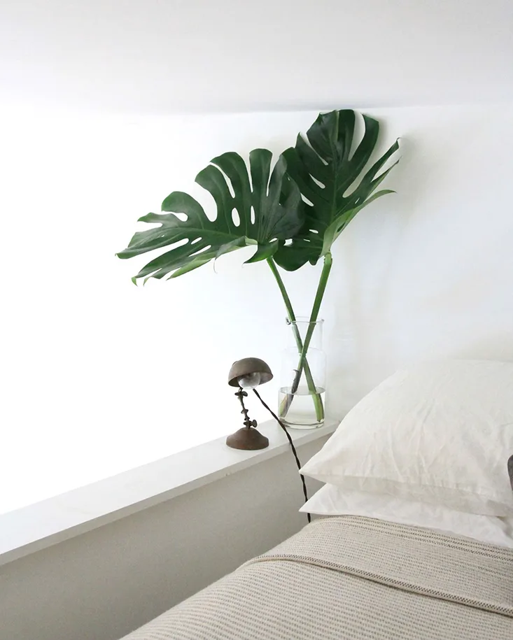 loại cây 6 loại cây 6