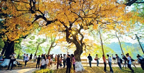 Bên bờ hồ Hoàn Kiếm, cây lộc vừng bừng sáng đón Thu về