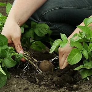 Nông nghiệp bền vững và câu chuyện về giá trị sống