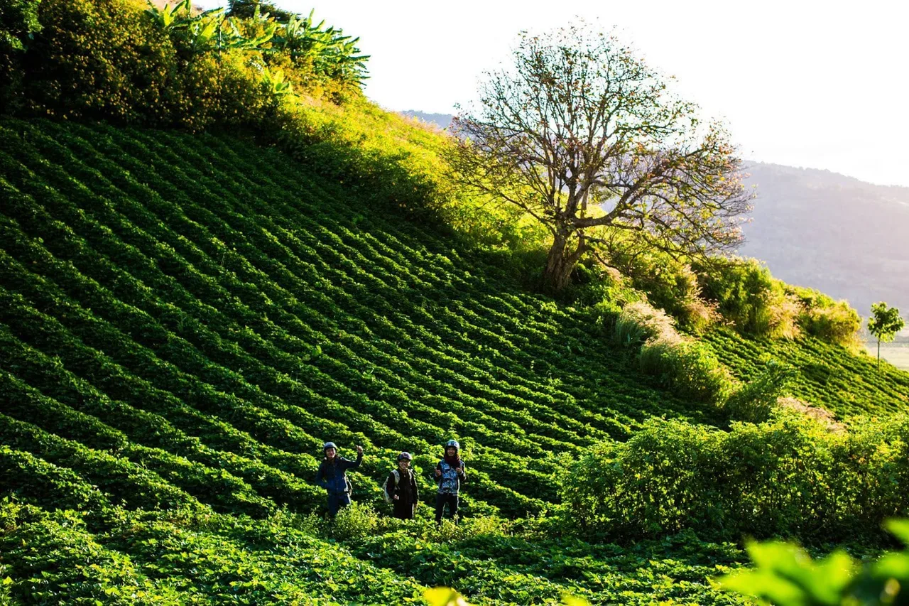 đồi chè pleiku du lịch khám phá