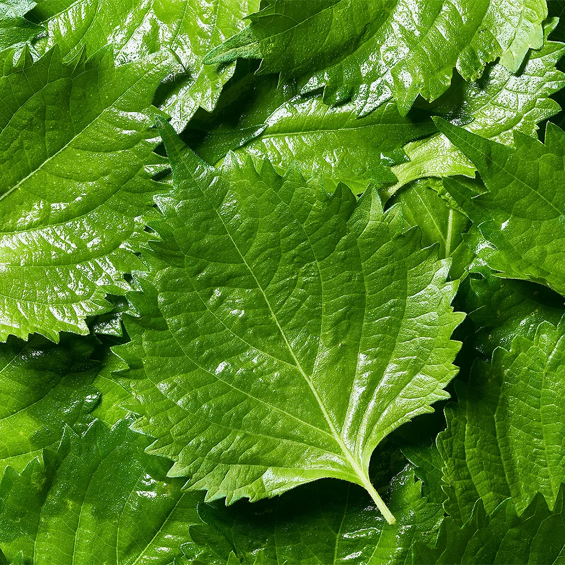 lá tía tô trong sân vườn