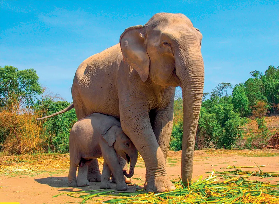 Phuket 2 voi mẹ và voi con đang chơi đùa