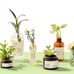 Cocoon dùng vỏ hộp cũ để trồng cây