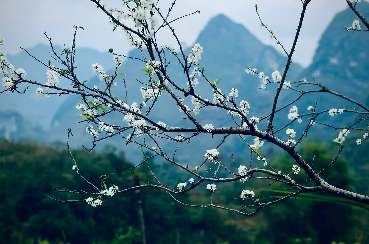 Hoa mận trắng ngần ở Hà Giang.