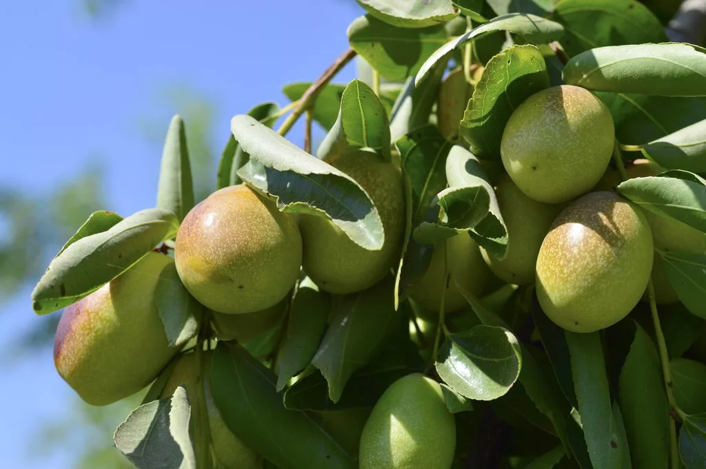 Son lì được bổ sung dầu jojoba sẽ có tác dụng gì? Ảnh: naturalheroes. Son lì được bổ sung dầu jojoba sẽ có tác dụng gì? Ảnh: naturalheroes.