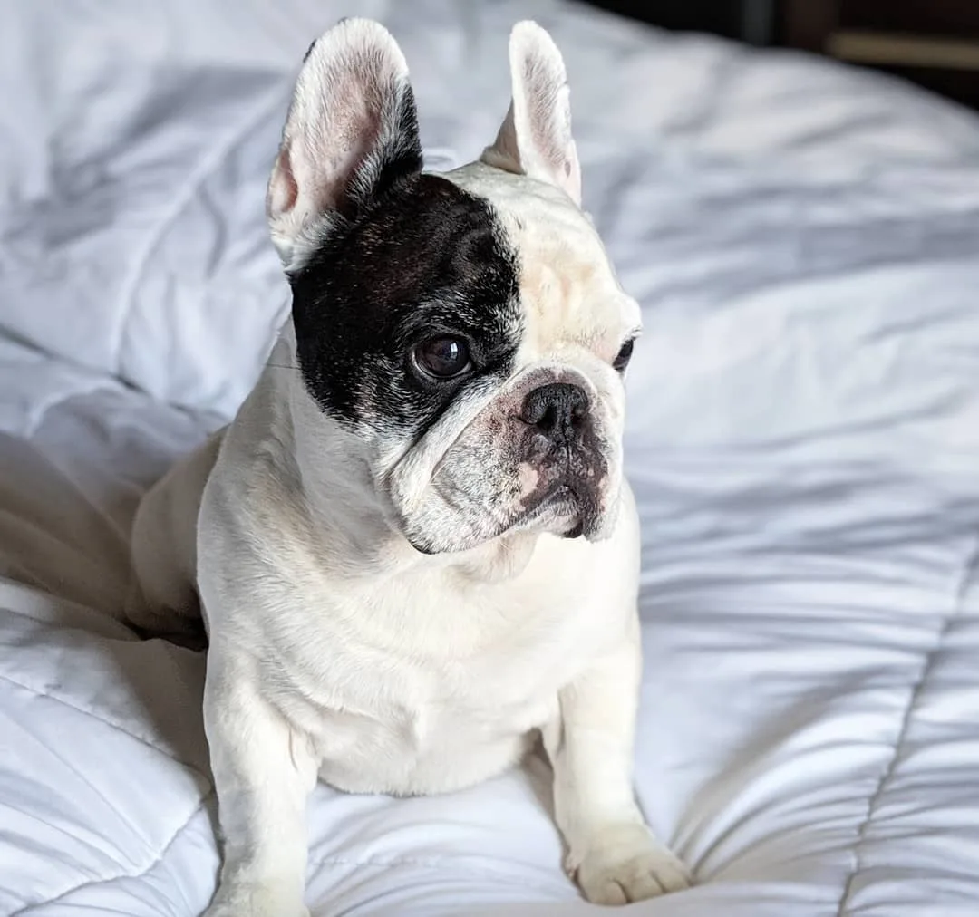 tài khoản instagram của thú cưng Manny