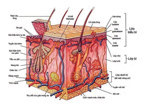 cellulite1